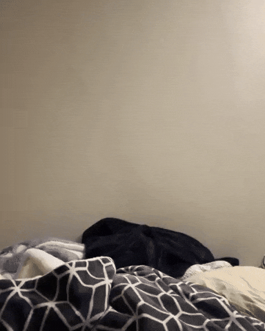 Dog Puppy GIF