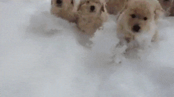 Video gif. Bunch of golden puppies are jumping through a big pile of snow, running towards us eagerly.
