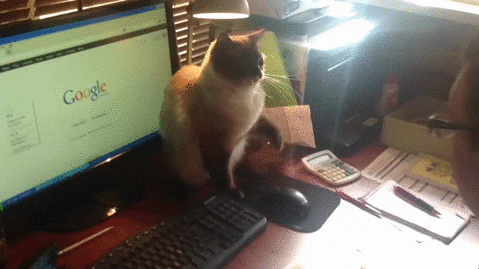 cat internet addiction GIF