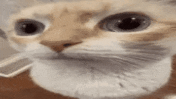 Silly Cat Staring Homelander Rair762 GIF