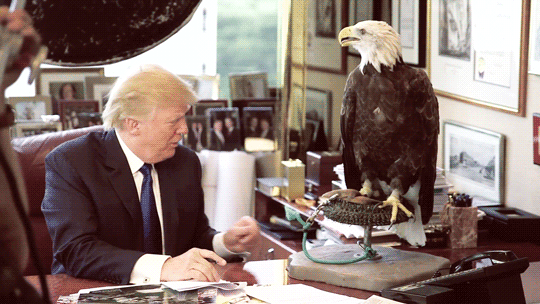 Image result for trump and bald eagle gif