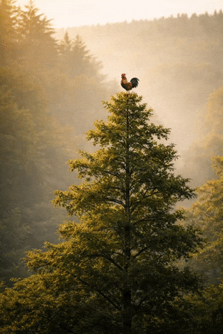 M44E GIF