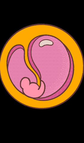 Fetus Utero GIF