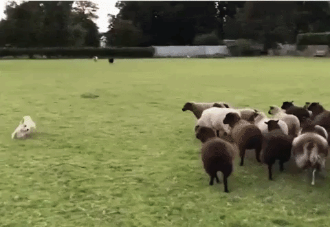 Shepherd Dog GIF - Find & Share on GIPHY