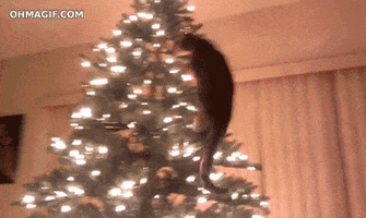christmas cat fail GIF