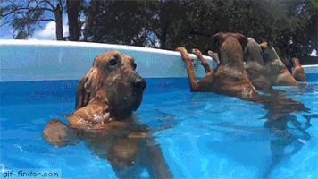 dogs pool GIF