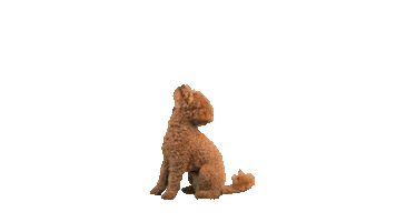 Poodle Sticker