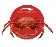 Xacobeo Peregrina Sticker by Concello de Pontevedra