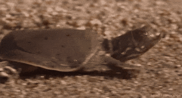 wild russia turtle GIF by Head Like an Orange
