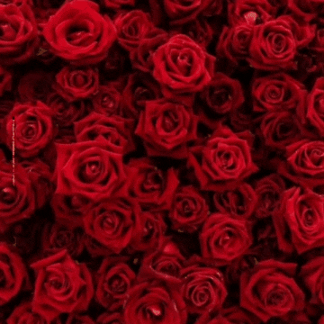 Ago777 GIF