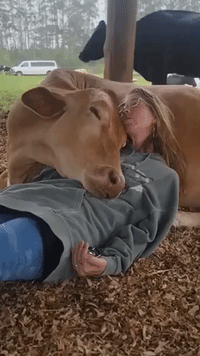 'Cow Cuddle Therapy': Woman Enjoys a Gentle Moment at Sanctuary