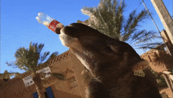 deal drinking GIF