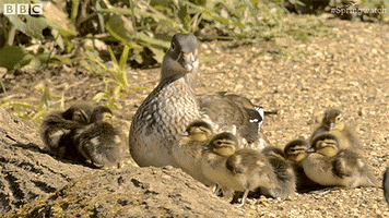baby mom GIF by BBC Earth