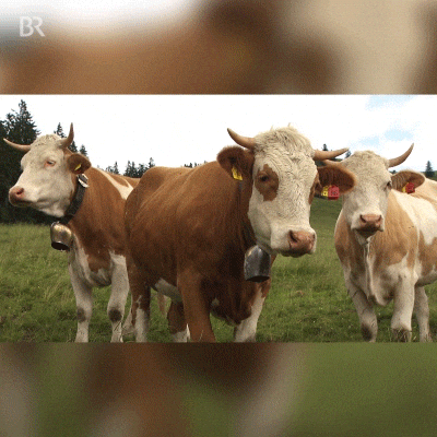 Guy On Cow GIFs - Get the best GIF on GIPHY