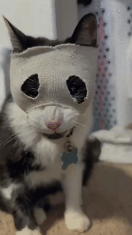 Skimask Tuxedocat GIF