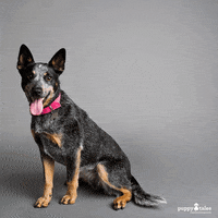 Love Dogs Dog Photography GIF by puppytales