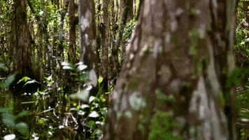forest swamp GIF by American Experience PBS