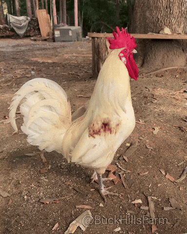 Chicken Rooster GIF by Buck Hills Farm