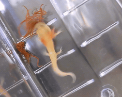 Nom Nom GIF