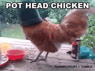 giphy.gif
