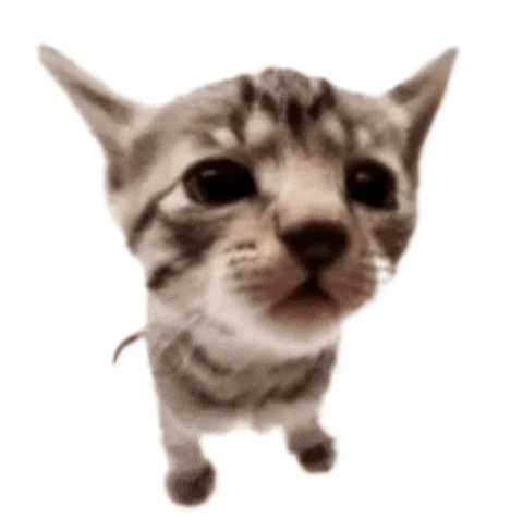 Exploding Cat Explode GIF