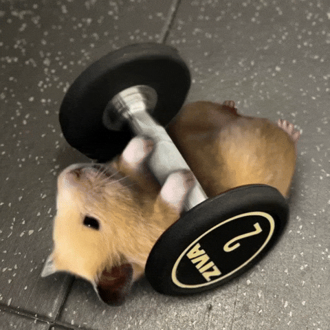 Workout Gym GIF
