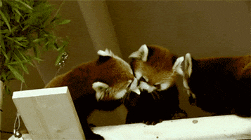 Red Panda Eating GIF