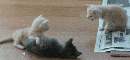 200.gif