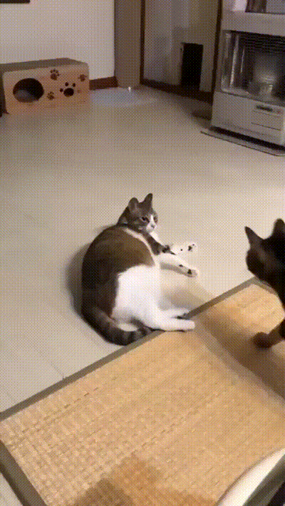 Kitty GIF