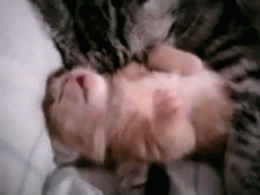 baby kitten GIF