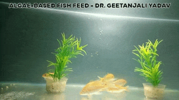 Algae Fish Feed GIF