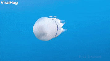 White Jellyfish Floats With Baby Fish GIF by ViralHog