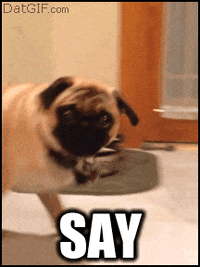 Dog-with-funny-face GIFs - Get the best GIF on GIPHY