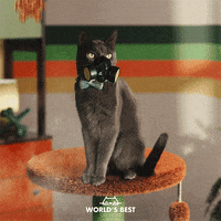 Cat Face GIFs