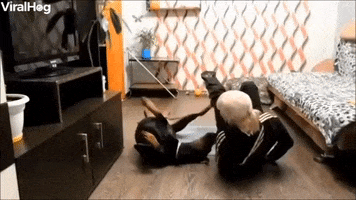Doberman Joins In On Exercise Routine GIF by ViralHog