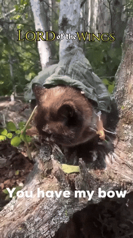 Lotr GIF