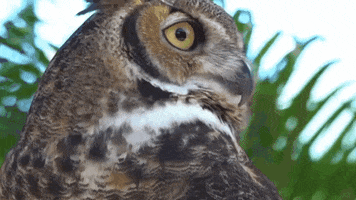 SeaWorld what owl excuse me say what GIF