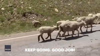 Sheep Slow Traffic in Rural Colorado