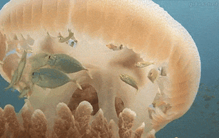papodeprimata zoology cnidaria cnidarios zoologia GIF