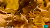 what's going on autumn GIF by BBC Earth