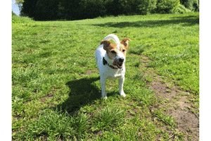 leswauz cute dog puppy lick GIF