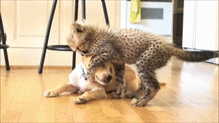lindadee  GIF