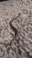 200.gif?cid=fc005b08551d9c0ba89bc938923bbb2672c8c427f42f3722&rid=200.gif&ct=g
