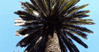 canary island date palm la trees GIF by alixmcalpine