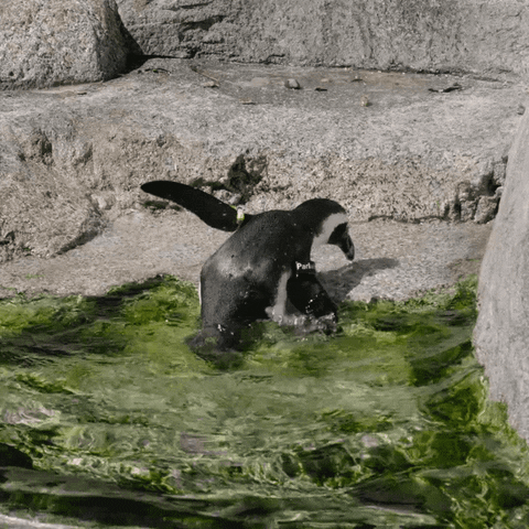 happy what's up GIF by San Diego Zoo