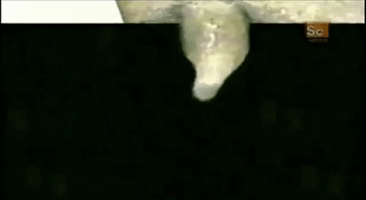 Regeneration Salamander GIF