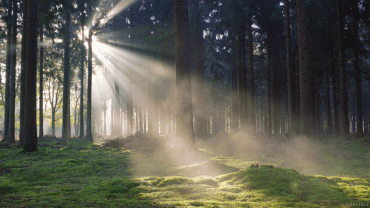 forest sunrise GIF by Living Stills - Find & Share on GIPHY