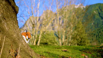 Fox Laughing GIF