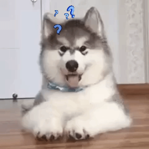 Confused Dogs GIF by MOODMAN - Find & Share on GIPHY