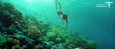 travel indonesia swimming diving selam GIF